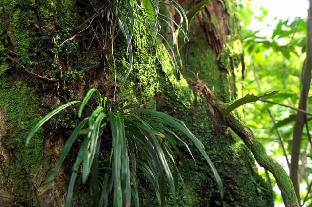 自然の味わいを生かした作品